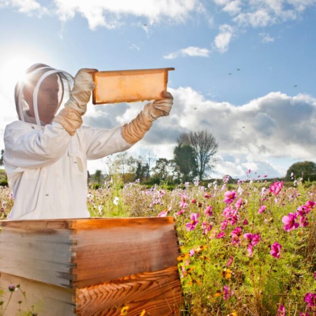 Bee Keeper looking at the honey comb
