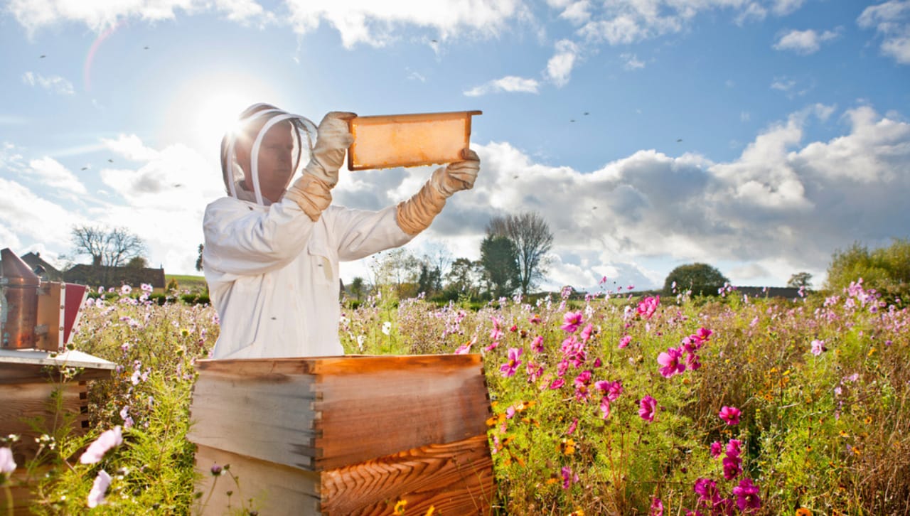 Bee Keeper looking at the honey comb