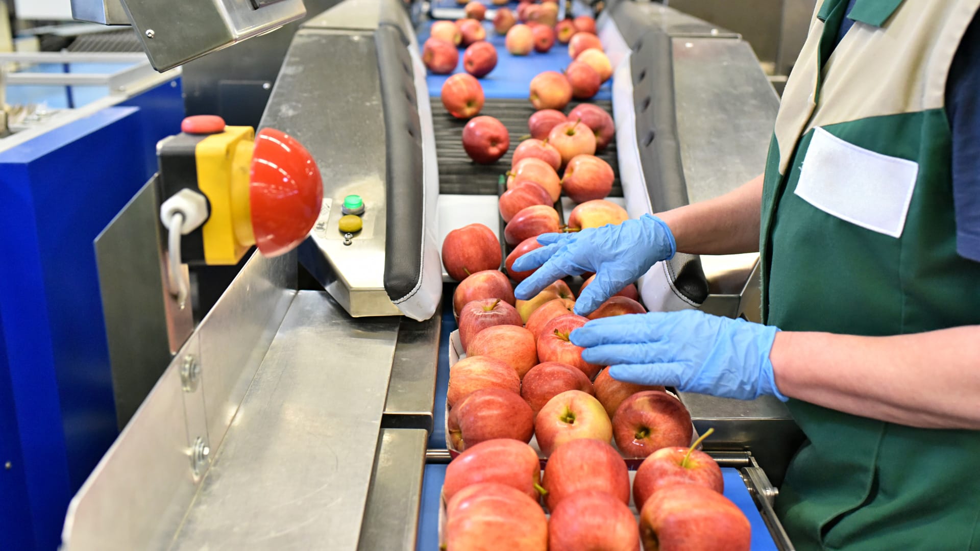 Person sorting apple on sorting line